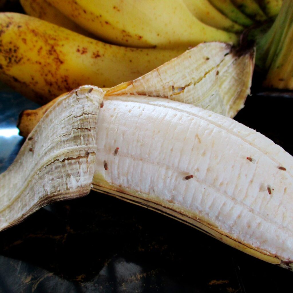 Drosófila pousada na banana.